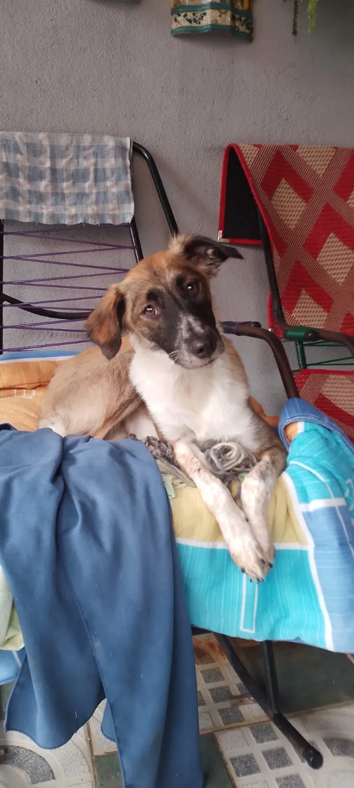Cachorro raça SRD-ViraLata idade 2 a 6 meses nome filomena