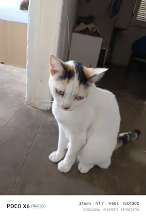 Gato raça SRD-ViraLata idade 3 anos nome Xaninha