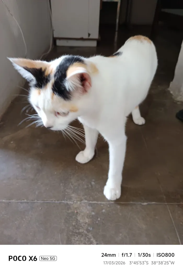 Gato raça SRD-ViraLata idade 3 anos nome Xaninha