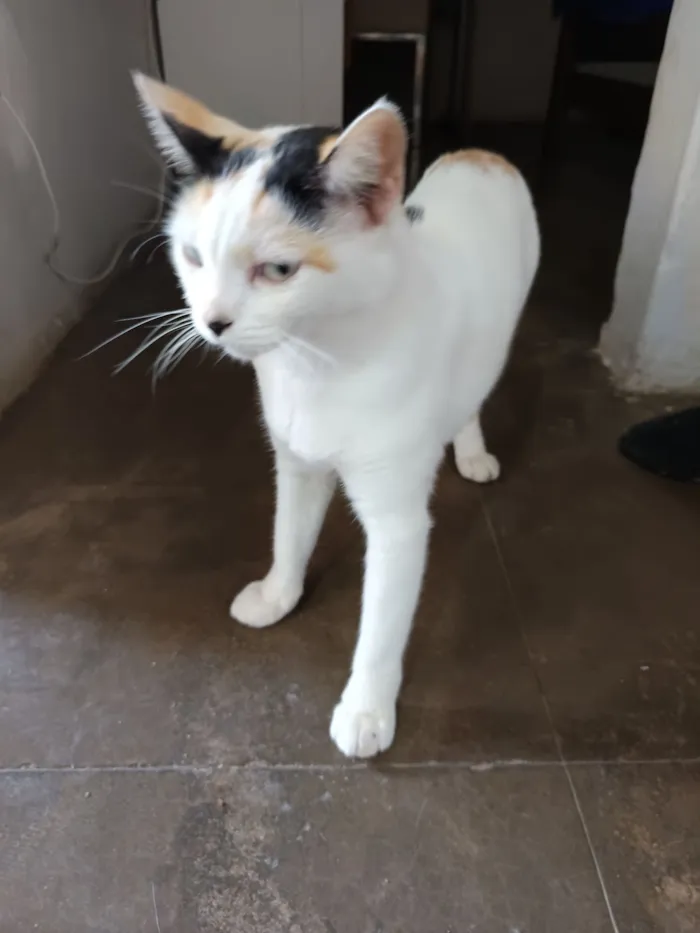 Gato raça SRD-ViraLata idade 3 anos nome Xaninha