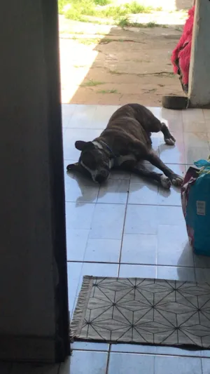 Cachorro raça Fila idade 2 anos nome Tanos