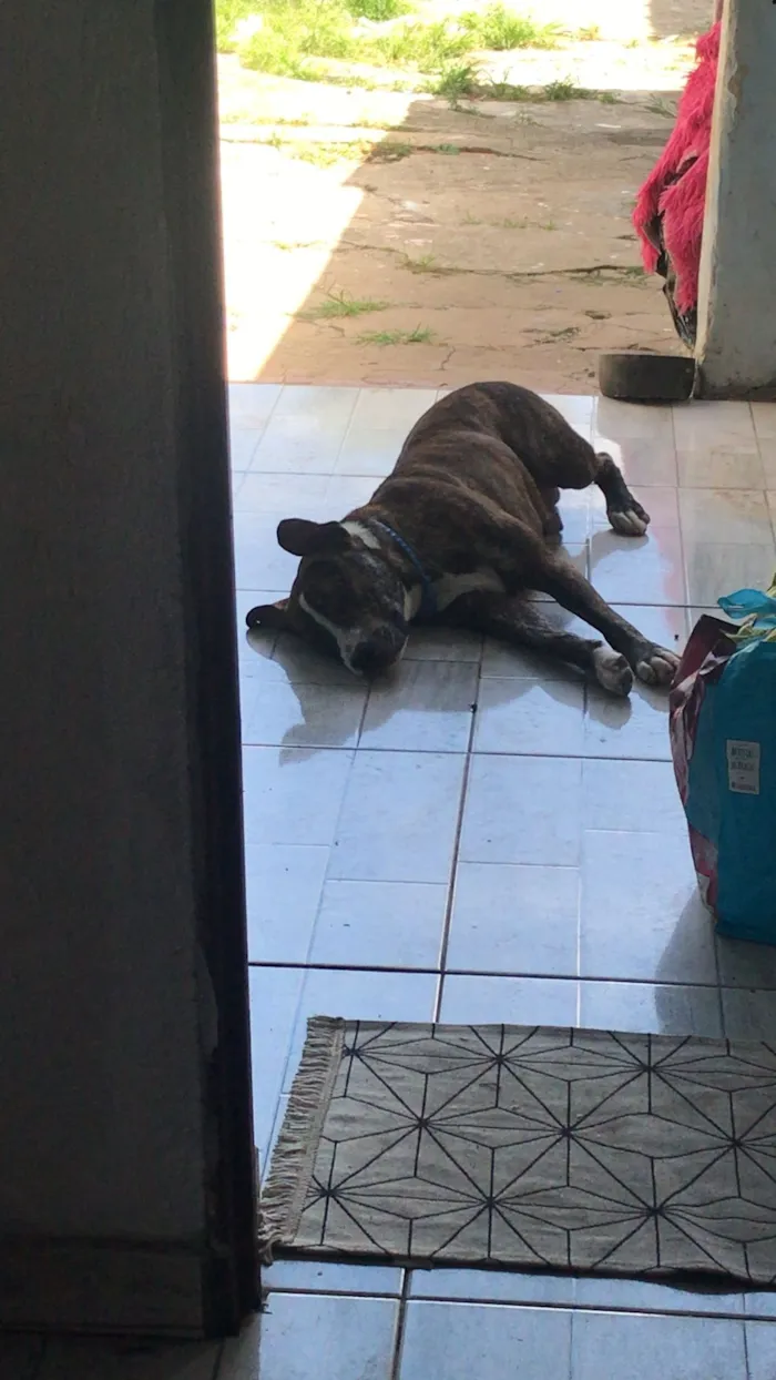 Cachorro raça Fila idade 2 anos nome Tanos