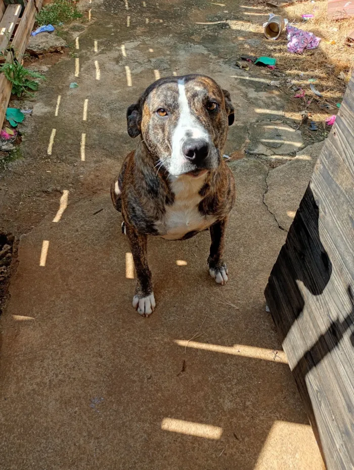 Cachorro raça Fila idade 2 anos nome Tanos