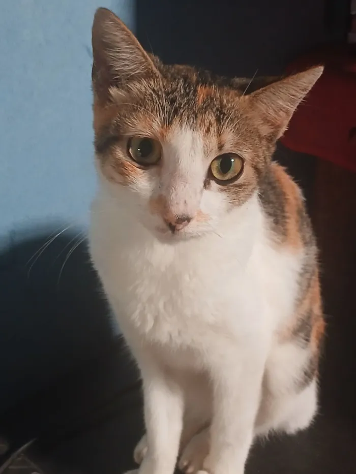 Gato raça SRD-ViraLata idade 7 a 11 meses nome Os dois Mosqueteiros (Irmãos de 8 meses)