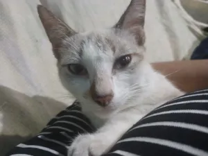 Gato raça SRD-ViraLata idade 7 a 11 meses nome Os dois Mosqueteiros (Irmãos de 8 meses)