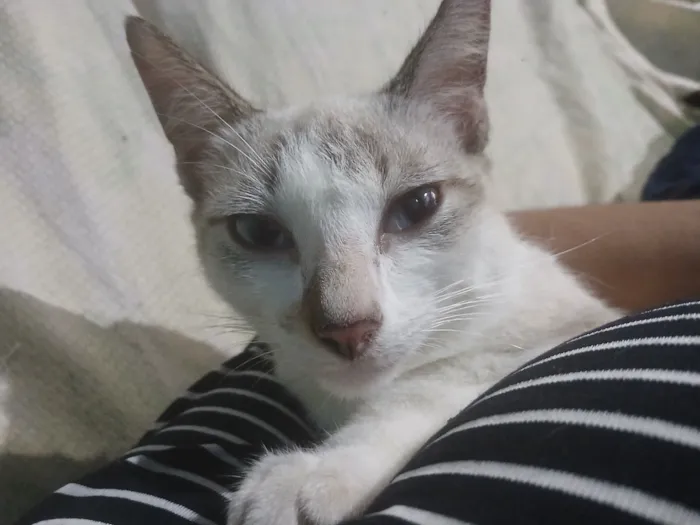 Gato raça SRD-ViraLata idade 7 a 11 meses nome Os dois Mosqueteiros (Irmãos de 8 meses)