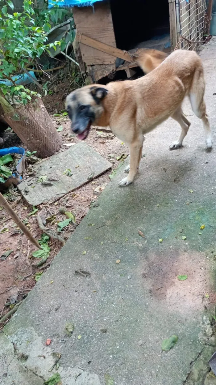 Cachorro raça SRD-ViraLata idade 4 anos nome Diana