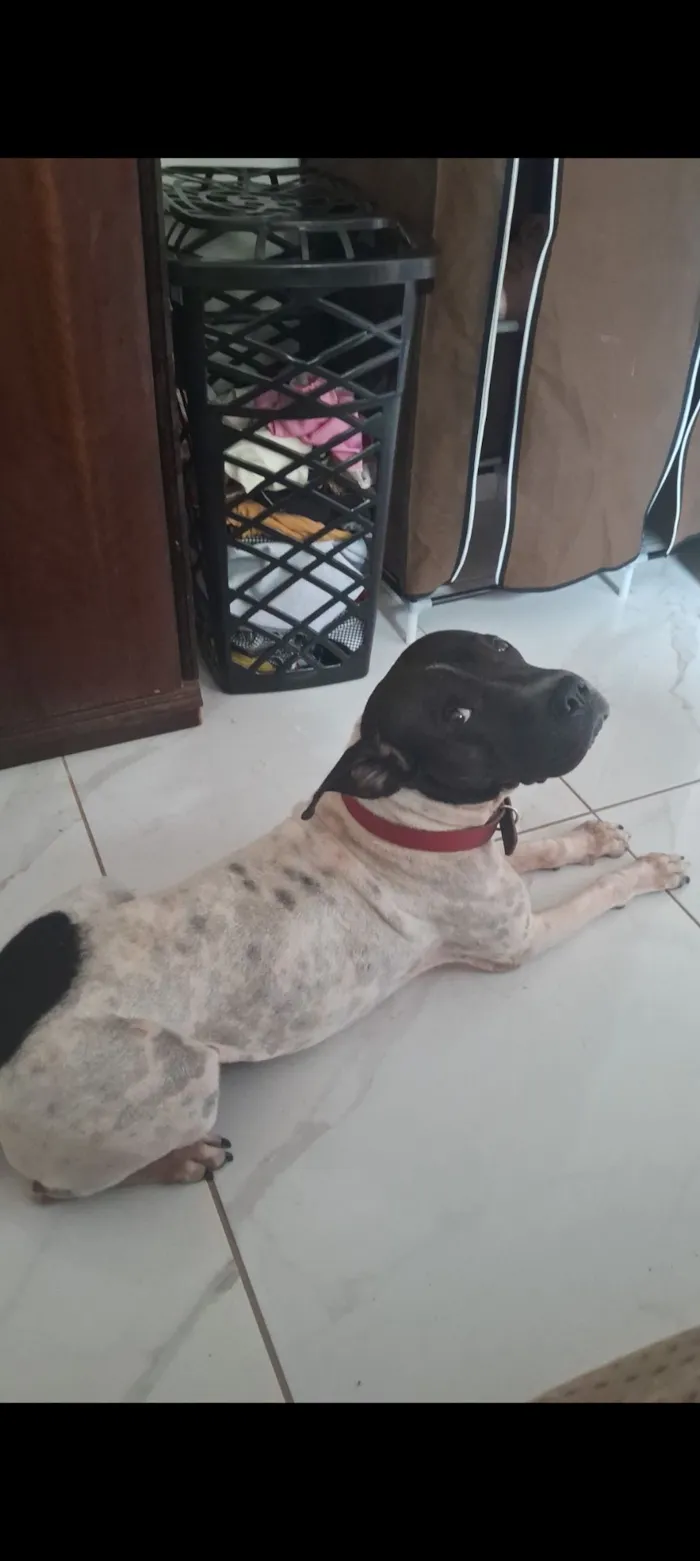 Cachorro raça SRD-ViraLata idade 4 anos nome spike