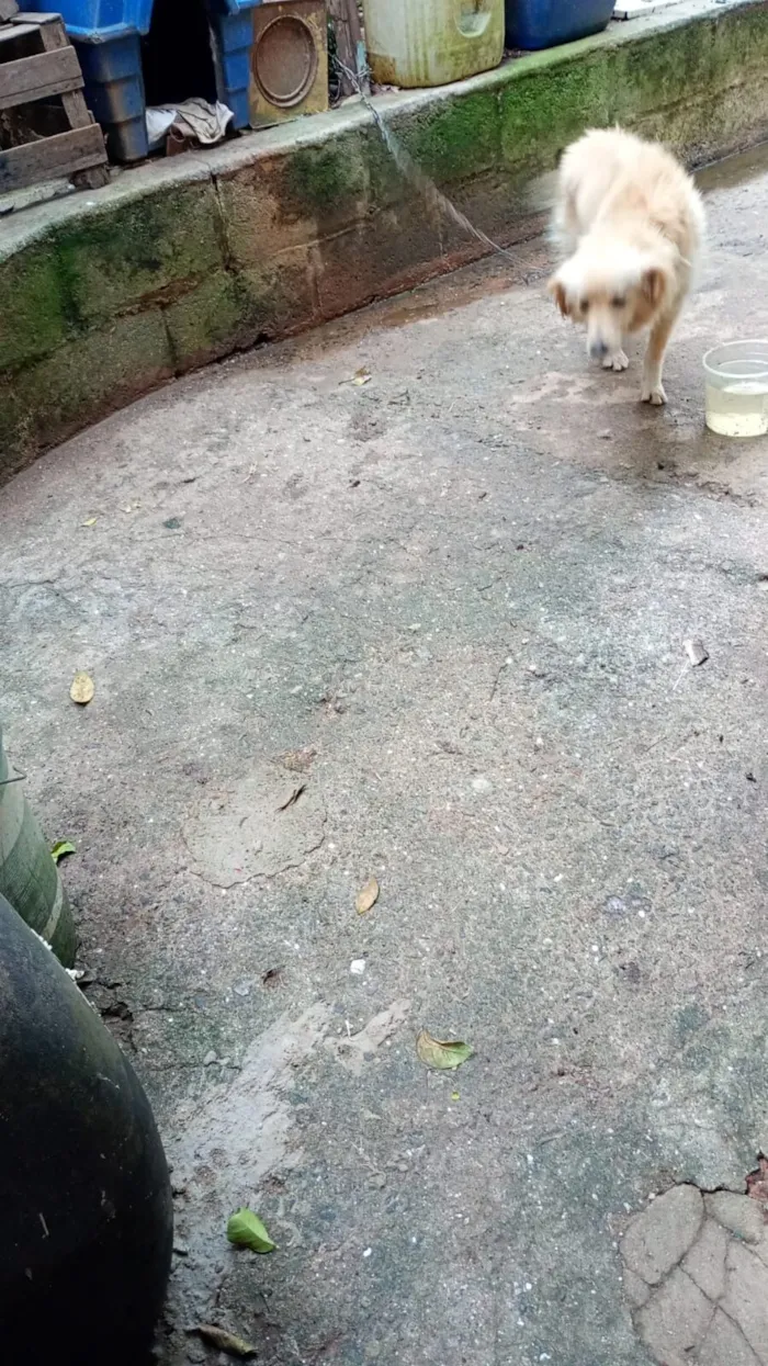 Cachorro raça SRD-ViraLata idade 2 anos nome Cara pálida