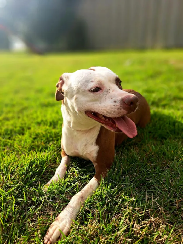 Cachorro raça Pit-Bull idade 4 anos nome Flor