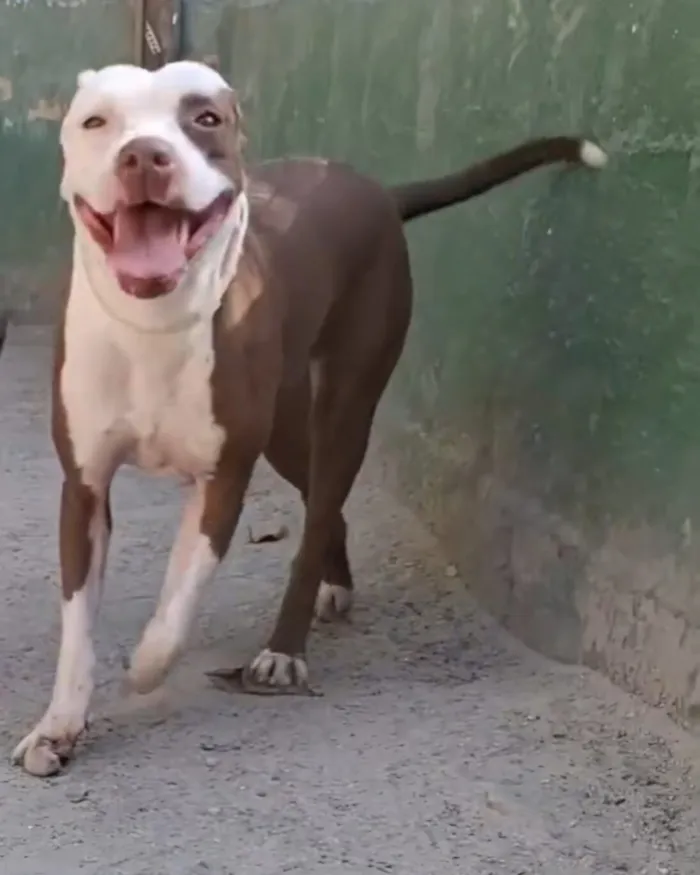 Cachorro raça Pit-Bull idade 4 anos nome Flor