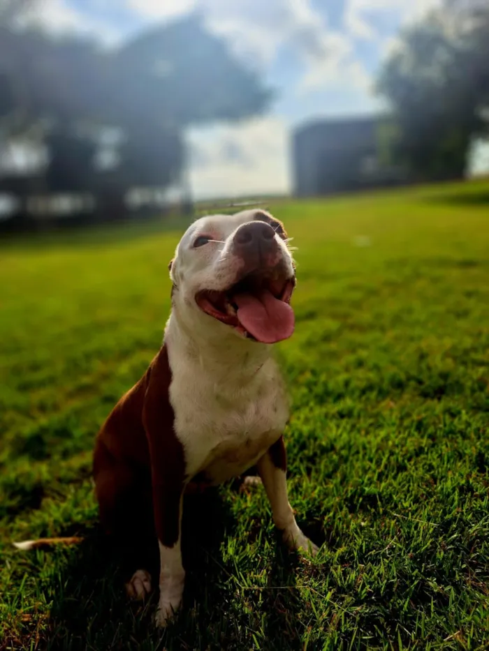 Cachorro raça Pit-Bull idade 4 anos nome Flor