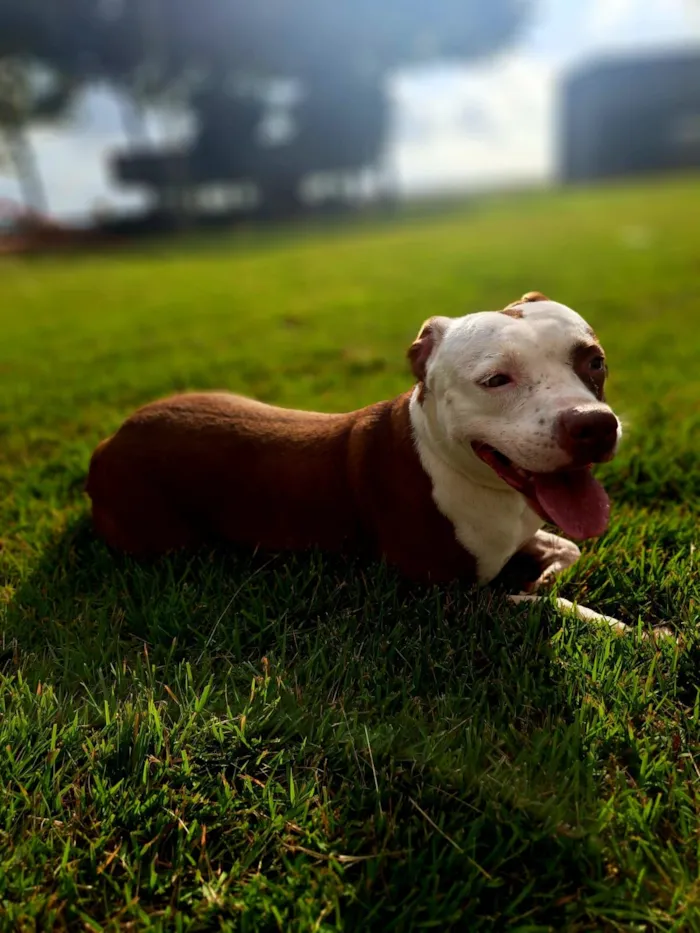 Cachorro raça Pit-Bull idade 4 anos nome Flor