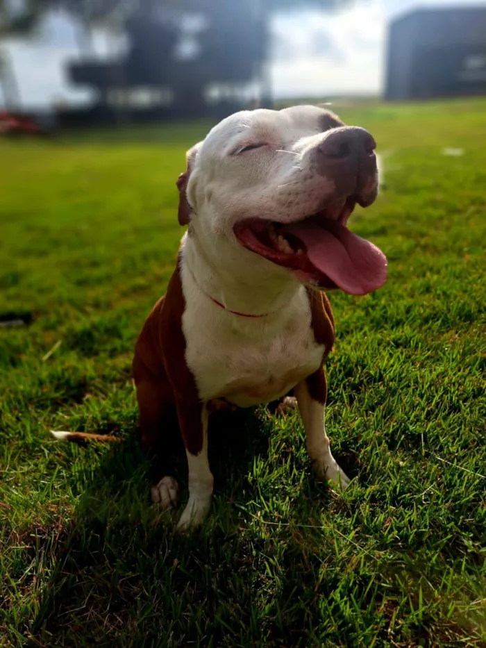 Cachorro raça Pit-Bull idade 4 anos nome Flor