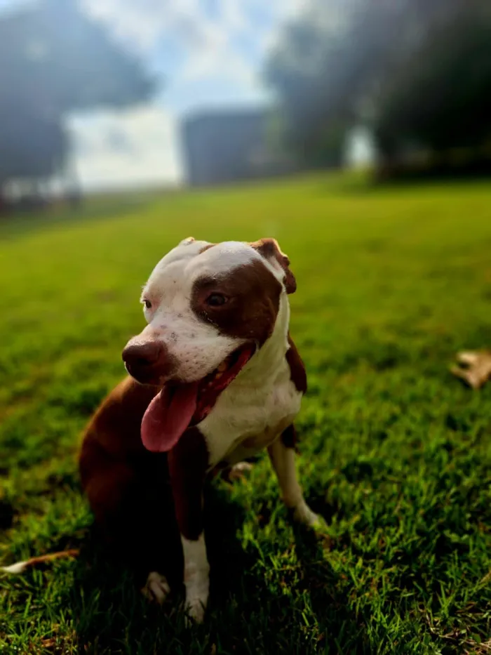 Cachorro raça Pit-Bull idade 4 anos nome Flor