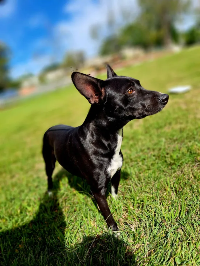 Cachorro raça SRD-ViraLata idade 3 anos nome Nicolau