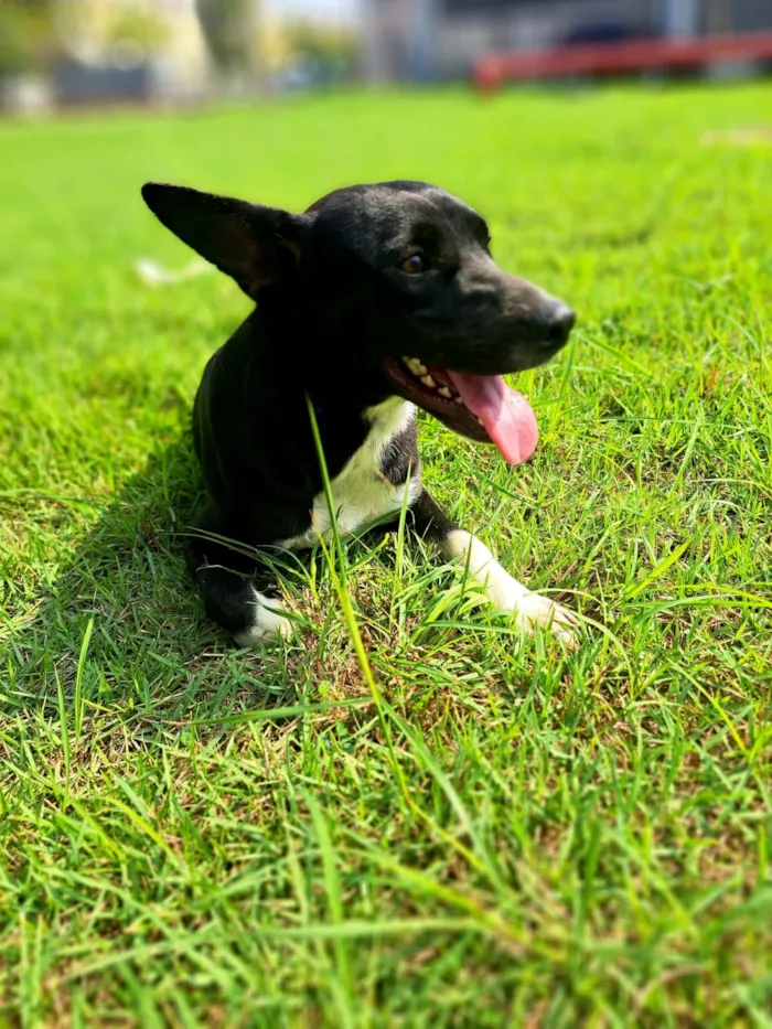 Cachorro raça SRD-ViraLata idade 3 anos nome Nicolau