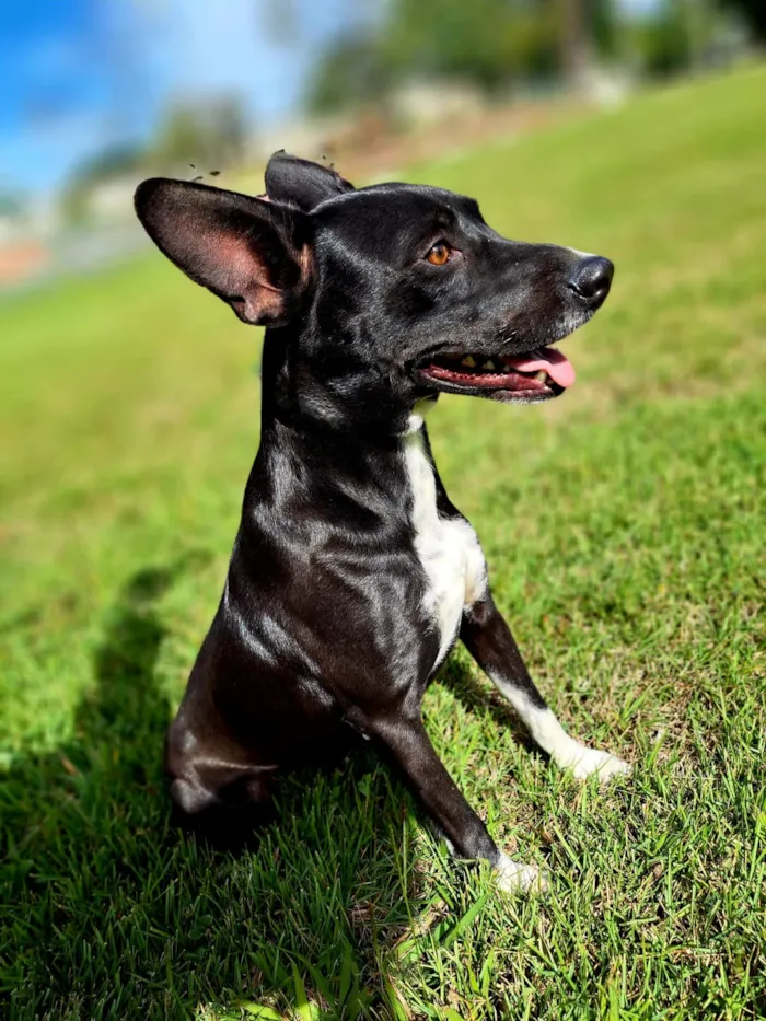 Cachorro raça SRD-ViraLata idade 3 anos nome Nicolau