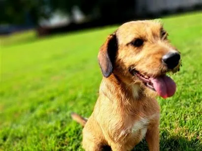 Cachorro raça SRD-ViraLata idade 3 anos nome Gretchen