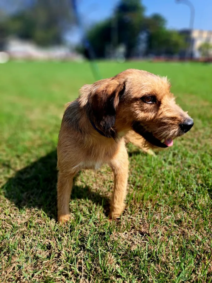 Cachorro raça SRD-ViraLata idade 3 anos nome Gretchen