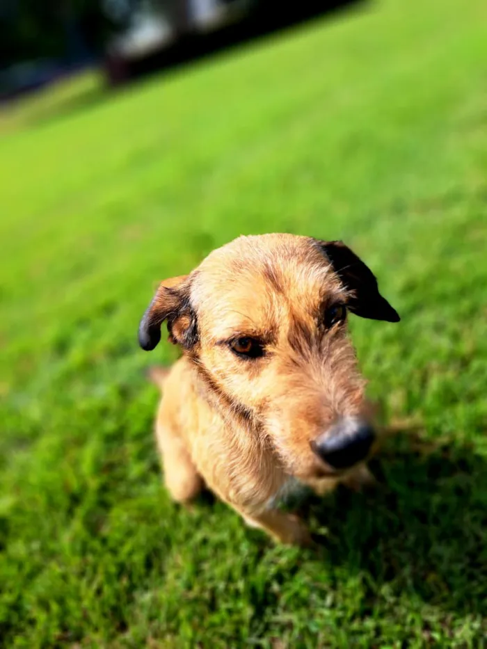 Cachorro raça SRD-ViraLata idade 3 anos nome Gretchen