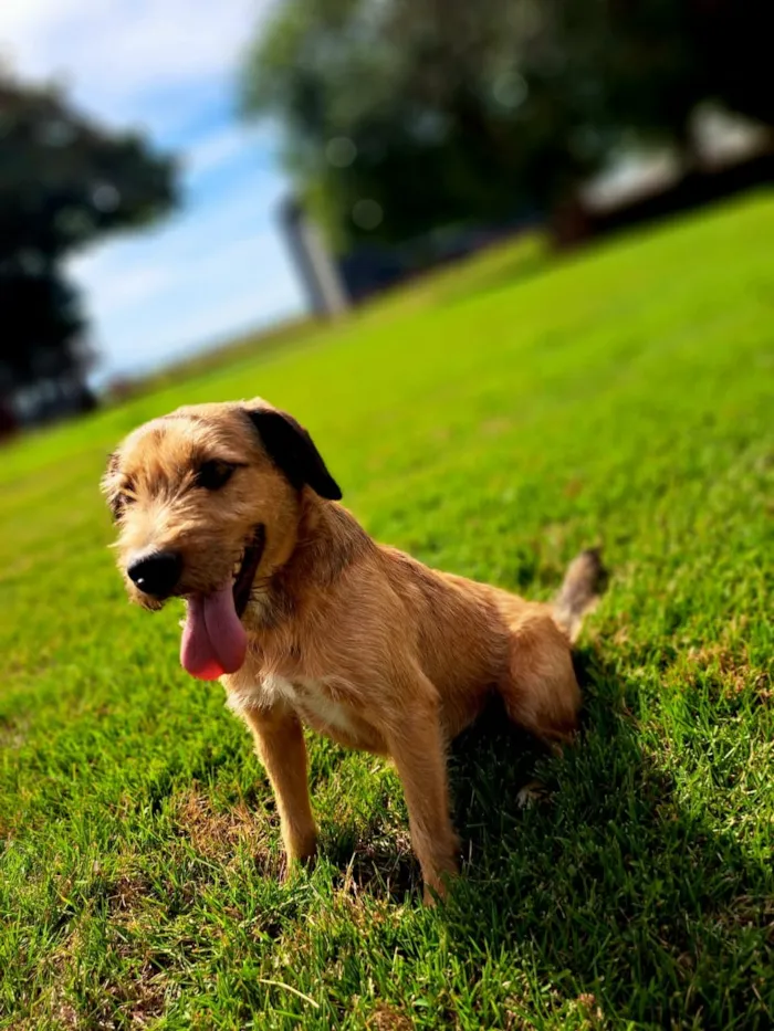 Cachorro raça SRD-ViraLata idade 3 anos nome Gretchen