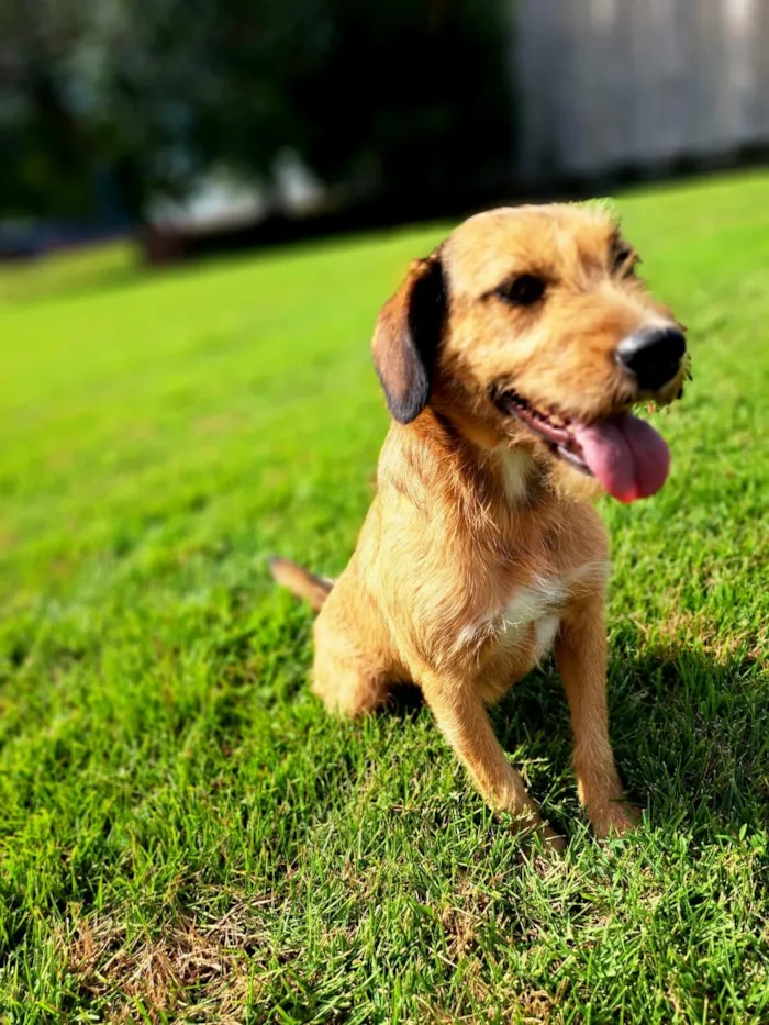 Cachorro raça SRD-ViraLata idade 3 anos nome Gretchen