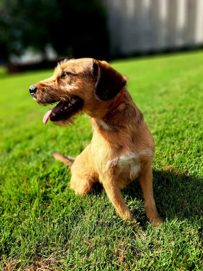 Cachorro raça SRD-ViraLata idade 3 anos nome Gretchen