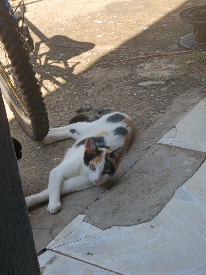 Gato raça SRD-ViraLata idade 2 a 6 meses nome gatinha