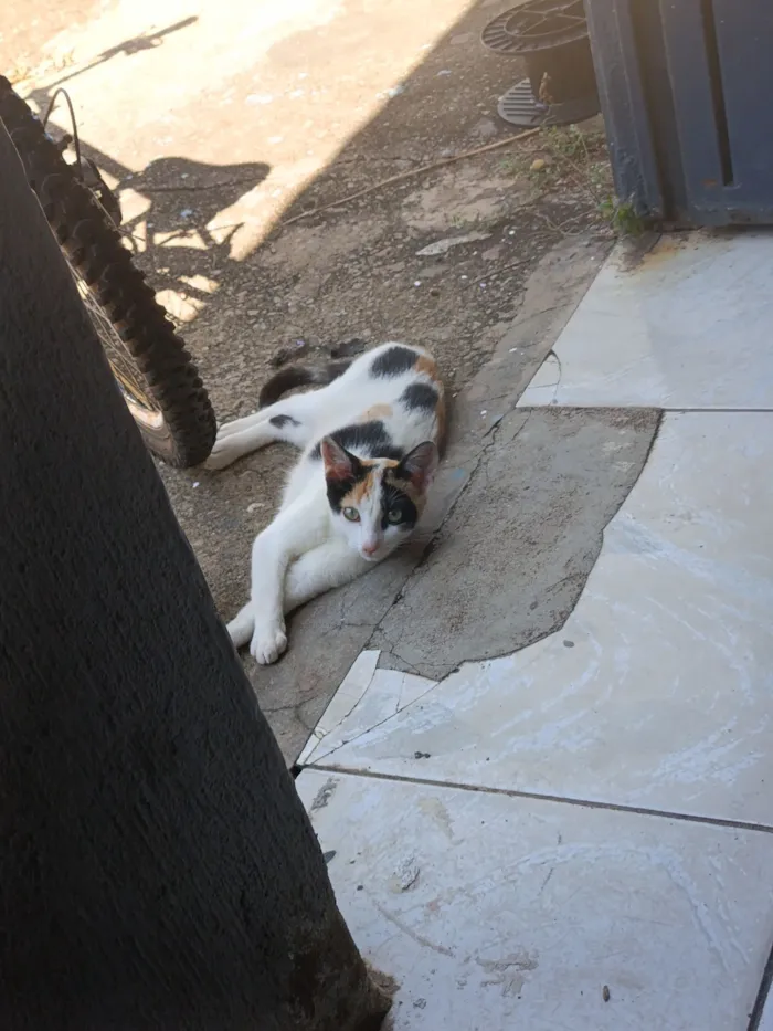 Gato raça SRD-ViraLata idade 2 a 6 meses nome gatinha