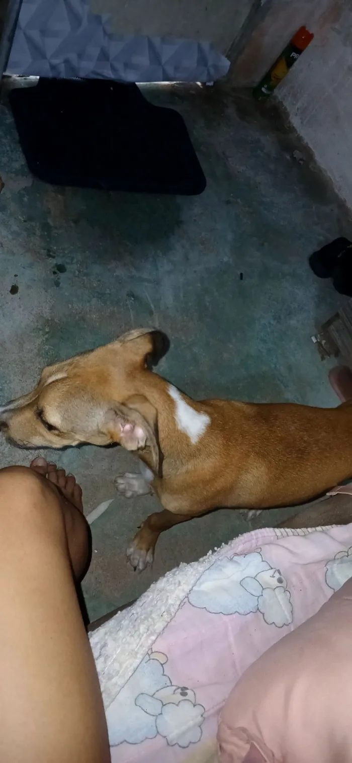 Cachorro raça SRD-ViraLata idade 7 a 11 meses nome kyara e Scooby 