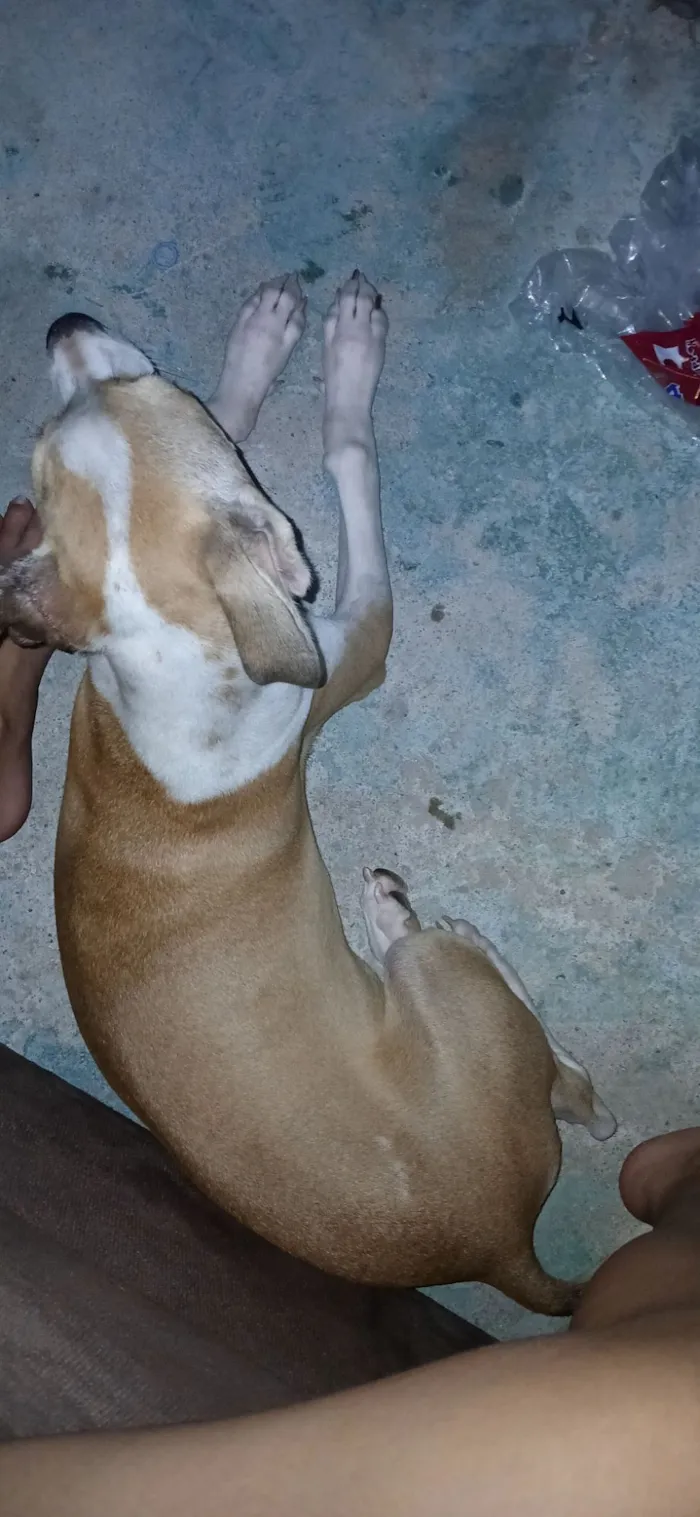 Cachorro raça SRD-ViraLata idade 7 a 11 meses nome kyara e Scooby 