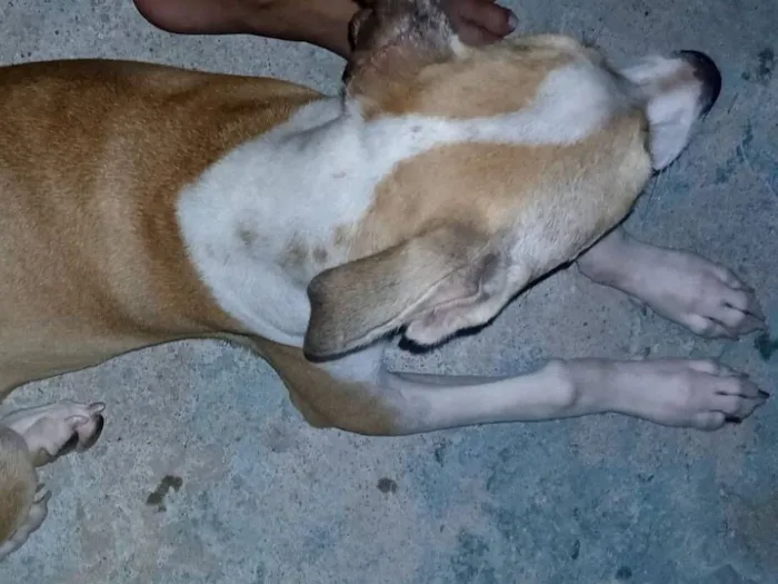 Cachorro raça SRD-ViraLata idade 7 a 11 meses nome kyara e Scooby 