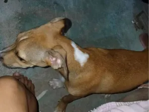 Cachorro raça SRD-ViraLata idade 7 a 11 meses nome kyara e Scooby 