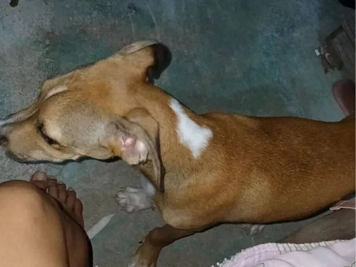 Cachorro raça SRD-ViraLata idade 7 a 11 meses nome kyara e Scooby 
