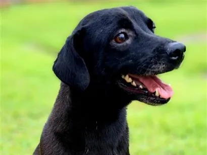 Cachorro raça SRD-ViraLata idade 3 anos nome Breu