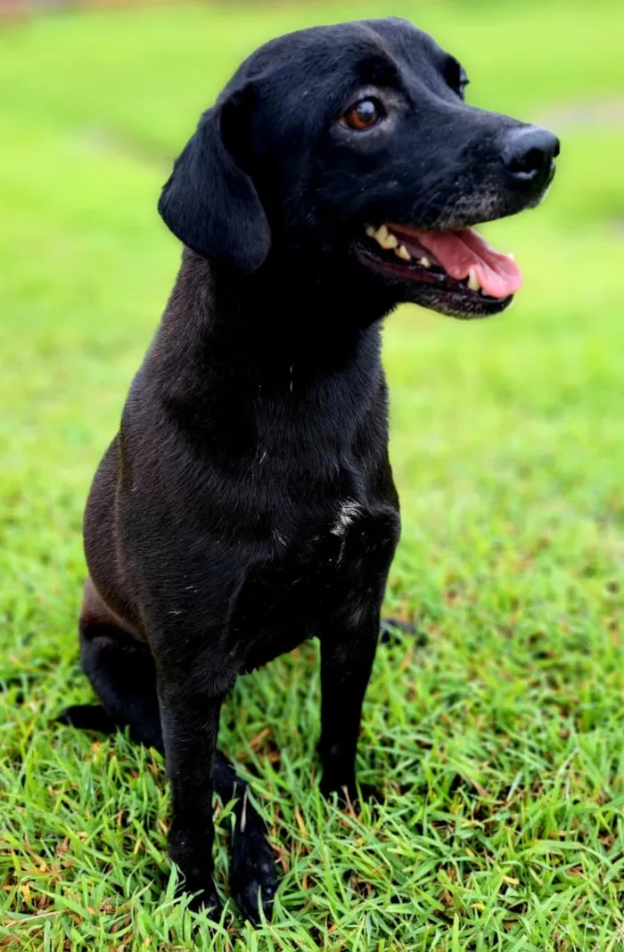 Cachorro raça SRD-ViraLata idade 3 anos nome Breu