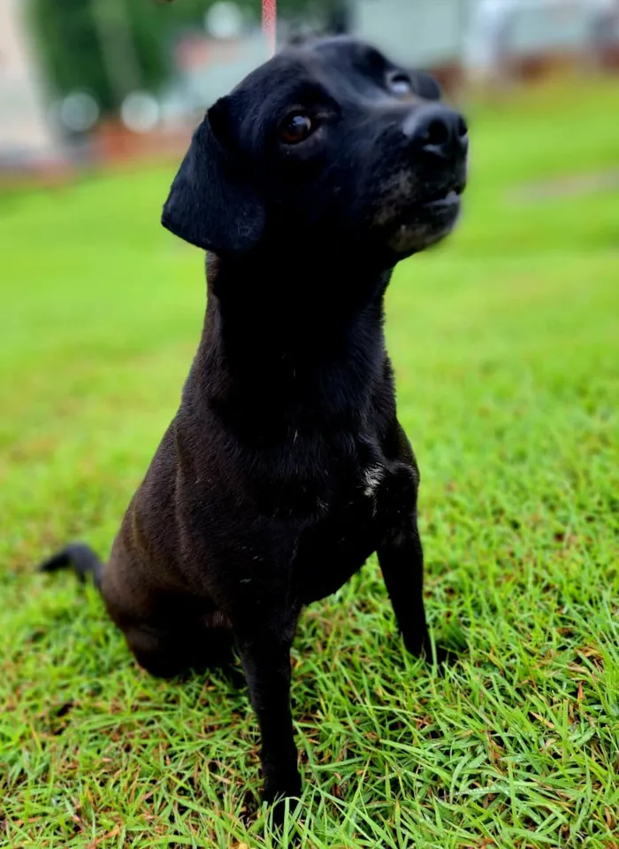 Cachorro raça SRD-ViraLata idade 3 anos nome Breu
