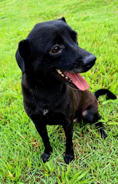 Cachorro raça SRD-ViraLata idade 3 anos nome Breu