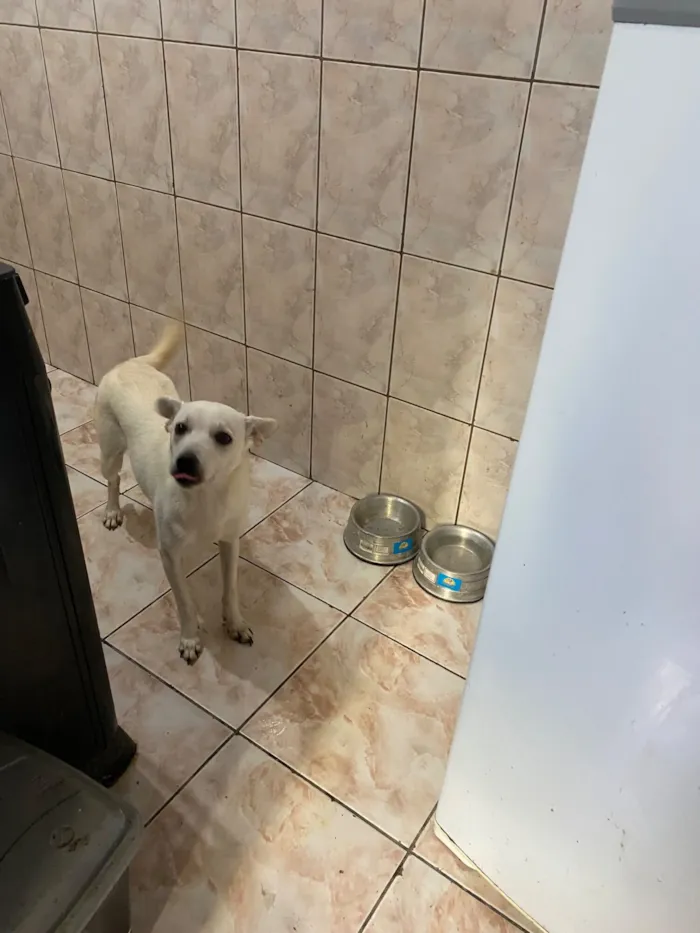 Cachorro raça SRD-ViraLata idade 7 a 11 meses nome Luke