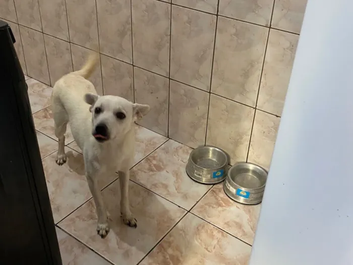 Cachorro raça SRD-ViraLata idade 7 a 11 meses nome Luke