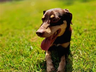 Cachorro raça SRD-ViraLata idade 4 anos nome Rocco