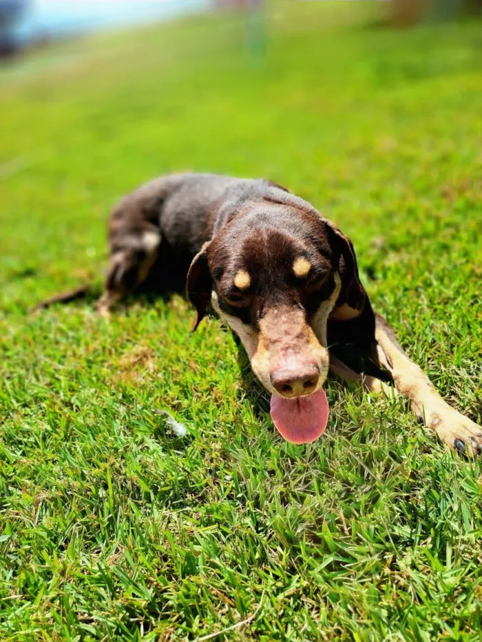 Cachorro raça SRD-ViraLata idade 4 anos nome Rocco