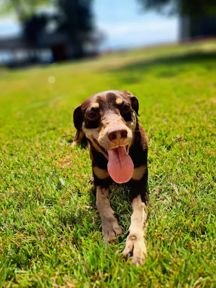 Cachorro raça SRD-ViraLata idade 4 anos nome Rocco