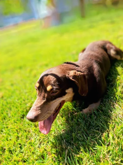 Cachorro raça SRD-ViraLata idade 4 anos nome Rocco