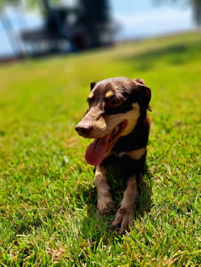 Cachorro raça SRD-ViraLata idade 4 anos nome Rocco