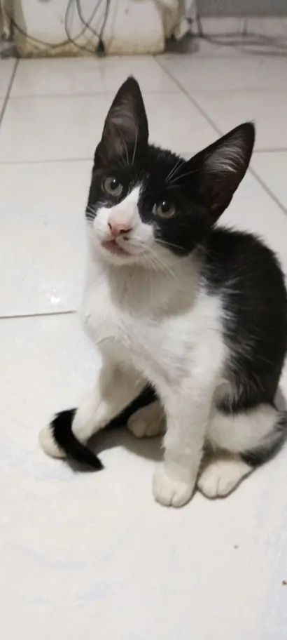 Gato raça SRD-ViraLata idade 2 a 6 meses nome Picanha