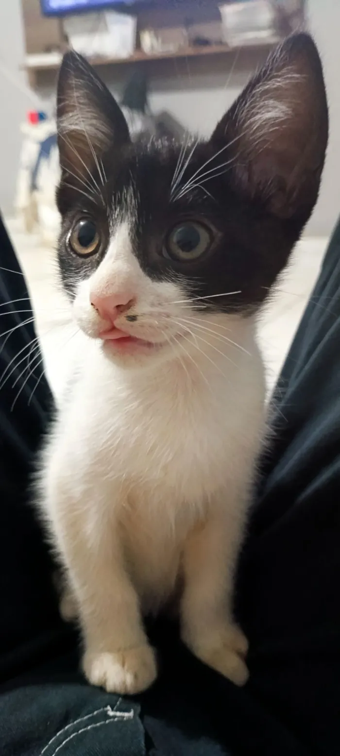 Gato raça SRD-ViraLata idade 2 a 6 meses nome Picanha