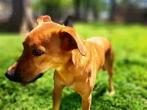 Cachorro raça SRD-ViraLata idade 2 anos nome Tobias