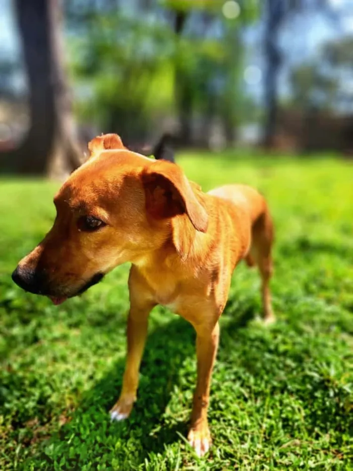 Cachorro raça SRD-ViraLata idade 2 anos nome Tobias